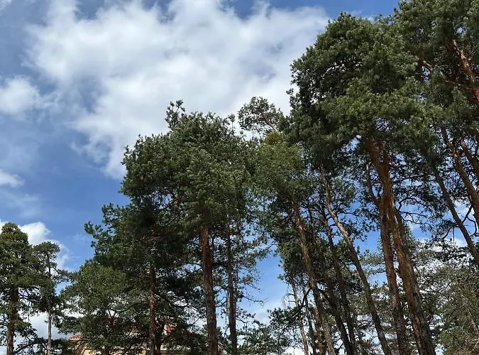 ренета Reneta * Welingrad